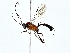  (Spilopimpla - BIOUG80721-C07)  @11 [ ] CreativeCommons - Attribution (2022) CBG Photography Group Centre for Biodiversity Genomics