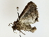  ( - BIOUG73635-H02)  @11 [ ] CreativeCommons - Attribution (2022) CBG Photography Group Centre for Biodiversity Genomics