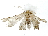  ( - BIOUG85487-G08)  @11 [ ] CreativeCommons - Attribution (2022) CBG Photography Group Centre for Biodiversity Genomics