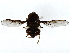  ( - BIOUG85487-G10)  @11 [ ] CreativeCommons - Attribution (2022) CBG Photography Group Centre for Biodiversity Genomics