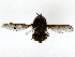  ( - BIOUG85487-H10)  @11 [ ] CreativeCommons - Attribution (2022) CBG Photography Group Centre for Biodiversity Genomics