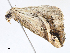  ( - CBG-A05396-G10)  @11 [ ] CreativeCommons - Attribution Share - Alike (2023) CBG Photography Group Centre for Biodiversity Genomics
