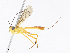  (Sjostedtiella - CBG-A07089-F10)  @11 [ ] CreativeCommons - Attribution Share-Alike (2023) CBG Photography Group Centre for Biodiversity Genomics