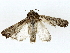  ( - BIOUG85487-D07)  @11 [ ] CreativeCommons - Attribution (2022) CBG Photography Group Centre for Biodiversity Genomics