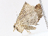  (Cerynea fascicula - CBG-A05396-F02)  @11 [ ] CreativeCommons - Attribution Share - Alike (2023) CBG Photography Group Centre for Biodiversity Genomics