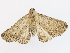  ( - CBG-A06242-A01)  @11 [ ] CreativeCommons - Attribution Share - Alike (2023) CBG Photography Group Centre for Biodiversity Genomics