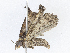  ( - CBG-A06242-C10)  @11 [ ] CreativeCommons - Attribution Share - Alike (2023) CBG Photography Group Centre for Biodiversity Genomics