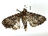  ( - BIOUG80126-F12)  @11 [ ] CreativeCommons - Attribution (2022) CBG Photography Group Centre for Biodiversity Genomics
