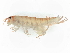  ( - CBG-A02844-H08)  @11 [ ] CreativeCommons - Attribution (2023) CBG Photography Group Centre for Biodiversity Genomics