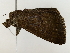  (Achaea infinita - BIOUG80137-E01)  @11 [ ] CreativeCommons - Attribution (2022) CBG Photography Group Centre for Biodiversity Genomics