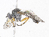 ( - CBG-A04536-G08)  @11 [ ] CreativeCommons - Attribution (2023) CBG Photography Group Centre for Biodiversity Genomics