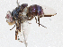  ( - CBG-A04537-D11)  @11 [ ] CreativeCommons - Attribution (2023) CBG Photography Group Centre for Biodiversity Genomics