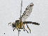  ( - CBG-A04538-A09)  @11 [ ] CreativeCommons - Attribution (2023) CBG Photography Group Centre for Biodiversity Genomics