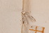  (Pseudopostega latisaccula - BKR0316)  @13 [ ] Creative Commons  Attribution Non-Commercial Share-Alike (2016) Bruno Kistrup Rasmussen Unspecified
