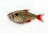  (Hyphessobrycon igneus - MACNICT201357)  @11 [ ] Copyright (2014) E. Fernández MACN