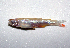  (Aphyocharax erythrurus - MACNICT201217)  @11 [ ] Copyright (2013) E. Fernandez MACN