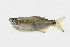  (Pseudocorynopoma - MACNICT201235)  @11 [ ] Copyright (2013) E. Fernandez MACN
