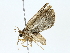  ( - BIOUG85239-B08)  @11 [ ] CreativeCommons - Attribution (2022) CBG Photography Group Centre for Biodiversity Genomics