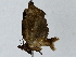  ( - BIOUG85497-C12)  @11 [ ] CreativeCommons - Attribution (2022) CBG Photography Group Centre for Biodiversity Genomics