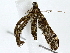  ( - BIOUG85497-D09)  @11 [ ] CreativeCommons - Attribution (2022) CBG Photography Group Centre for Biodiversity Genomics