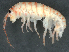 ( - CBG-A04509-H07)  @11 [ ] CreativeCommons - Attribution (2023) CBG Photography Group Centre for Biodiversity Genomics