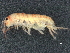  ( - CBG-A04530-G11)  @11 [ ] CreativeCommons - Attribution (2023) CBG Photography Group Centre for Biodiversity Genomics