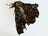  ( - BIOUG85239-F03)  @11 [ ] CreativeCommons - Attribution (2022) CBG Photography Group Centre for Biodiversity Genomics