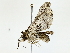  ( - BIOUG85239-H07)  @11 [ ] CreativeCommons - Attribution (2022) CBG Photography Group Centre for Biodiversity Genomics