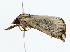  ( - BIOUG85240-C04)  @11 [ ] CreativeCommons - Attribution (2022) CBG Photography Group Centre for Biodiversity Genomics