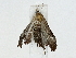  ( - BIOUG85498-E01)  @11 [ ] CreativeCommons - Attribution (2022) CBG Photography Group Centre for Biodiversity Genomics