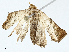  ( - BIOUG97788-E11)  @11 [ ] CreativeCommons - Attribution (2023) CBG Photography Group Centre for Biodiversity Genomics
