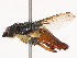  (Fainia - CBG-B07463-E02)  @11 [ ] CreativeCommons - Attribution Share - Alike (2025) CBG Photography Group Centre for Biodiversity Genomics