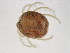  ( - 08PROBE-0949)  @13 [ ] CreativeCommons - Attribution (2008) Unspecified Centre for Biodiversity Genomics