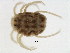  ( - 08PROBE-0981)  @13 [ ] CreativeCommons - Attribution (2008) Unspecified Centre for Biodiversity Genomics