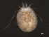  (Sperchon sp0938A - CNC-IMS090038.001)  @14 [ ] CreativeCommons - Attribution (2010) Unspecified Centre for Biodiversity Genomics