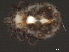  ( - CNC-IMS090038.005)  @14 [ ] CreativeCommons - Attribution (2010) Unspecified Centre for Biodiversity Genomics