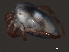  ( - CNC-IMS090039.002)  @11 [ ] CreativeCommons - Attribution (2010) Unspecified Centre for Biodiversity Genomics