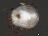  ( - CNC-IMS090039.004)  @11 [ ] CreativeCommons - Attribution (2010) Unspecified Centre for Biodiversity Genomics