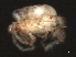  (Tiphys sp0939A - CNC-IMS090039.020)  @12 [ ] CreativeCommons - Attribution (2010) Unspecified Centre for Biodiversity Genomics