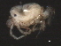  ( - CNC-IMS090039.021)  @12 [ ] CreativeCommons - Attribution (2010) Unspecified Centre for Biodiversity Genomics