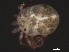  (Piona sp0939A - CNC-IMS090039.024)  @13 [ ] CreativeCommons - Attribution (2010) Unspecified Centre for Biodiversity Genomics