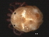  ( - CNC-IMS090039.026)  @12 [ ] CreativeCommons - Attribution (2010) Unspecified Centre for Biodiversity Genomics