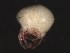  (Piona sp0939B - CNC-IMS090039.027)  @13 [ ] CreativeCommons - Attribution (2010) Unspecified Centre for Biodiversity Genomics