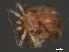  (Piona sp0939C - CNC-IMS090039.028)  @12 [ ] CreativeCommons - Attribution (2010) Unspecified Centre for Biodiversity Genomics