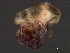  (Piona sp0940A - CNC-IMS090040.010)  @12 [ ] CreativeCommons - Attribution (2010) Unspecified Centre for Biodiversity Genomics