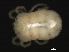  (Thyasella sp0941A - CNC-IMS090041.006)  @13 [ ] CreativeCommons - Attribution (2010) Unspecified Centre for Biodiversity Genomics
