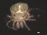  (Piona sp0941A - CNC-IMS090041.010)  @12 [ ] CreativeCommons - Attribution (2010) Unspecified Centre for Biodiversity Genomics