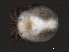  ( - CNC-IMS090041.015)  @11 [ ] CreativeCommons - Attribution (2010) Unspecified Centre for Biodiversity Genomics