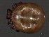  ( - CNC-IMS090042.001)  @13 [ ] CreativeCommons - Attribution (2010) Unspecified Centre for Biodiversity Genomics