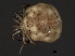  ( - CNC-IMS090042.003)  @13 [ ] CreativeCommons - Attribution (2010) Unspecified Centre for Biodiversity Genomics
